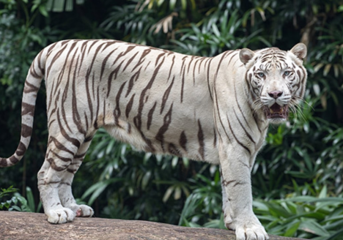 【玩家新攻略】“建湖好运麻将有没有什么秘诀”作弊挂(辅助外挂+教程)