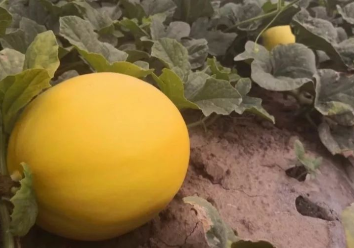 五分钟了解"新蜜瓜有挂是真是假”(详细开挂教程) 五分钟了解"新蜜瓜有挂是真是假”(详细开挂教程)