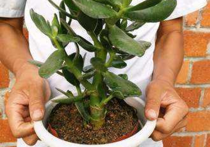 推 荐 一 款 ” 金 枝 玉 叶 有 什 么 绝 招 吗 ! 专 业 师 傅 带 你 一 起 了 解 ( 确 实 有 挂 )