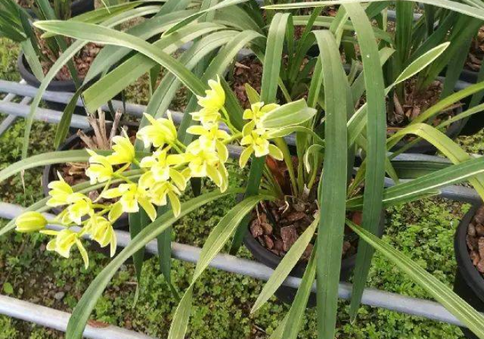 玩家测评“微信群斗牛平台房间卡”房卡怎么购买