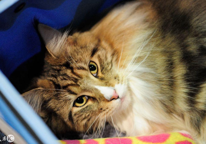 玩家必知“微信金花房卡哪里购买”房卡链接获取