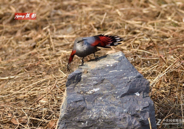 秒懂百科“开牛牛群怎么买房卡”轻松获取房卡全渠道