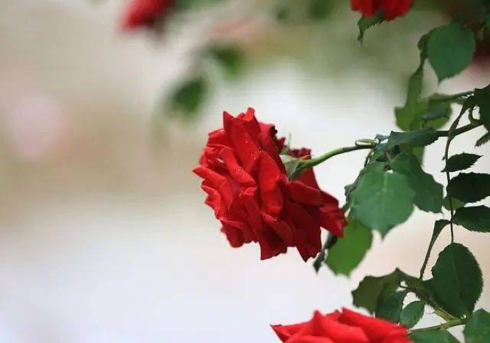 玩家测评“新天道大厅在哪里买房卡”详细房卡教程