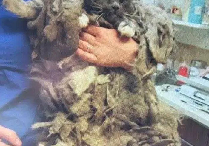 玩家测评“微信炸 金花房卡链接”房卡获取方式 玩家测评“微信炸 金花房卡链接”房卡获取方式