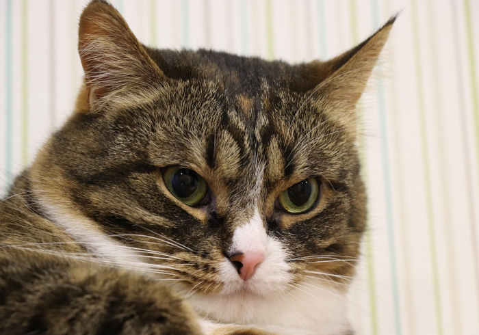 玩家测评“微信牛牛链接版有房卡”房卡链接获取 玩家测评“微信牛牛链接版有房卡”房卡链接获取