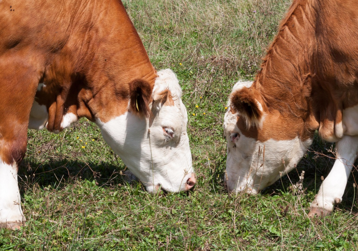 房卡必备教程“微信牛牛群斗牛群”房卡获取方式