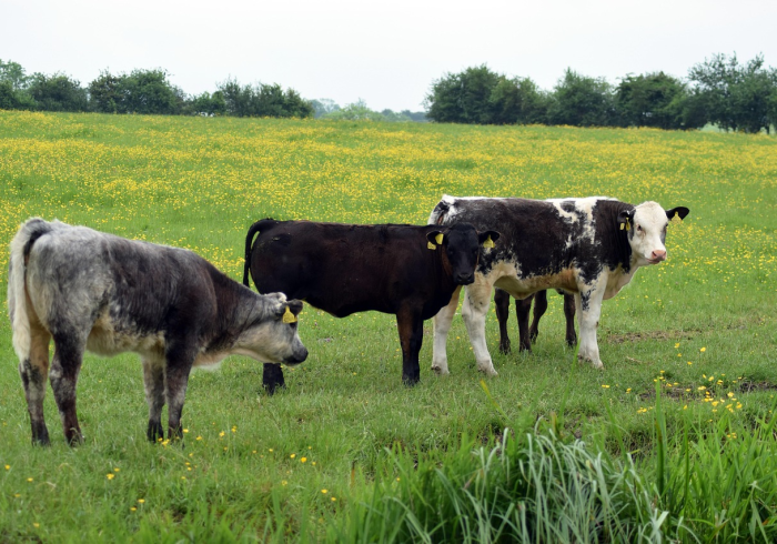 玩家测评“新世界大厅在哪买房卡”房卡怎么购买 玩家测评“新世界大厅在哪买房卡”房卡怎么购买