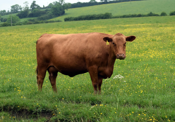 全攻略普及“微信牛牛群房卡”房卡链接获取