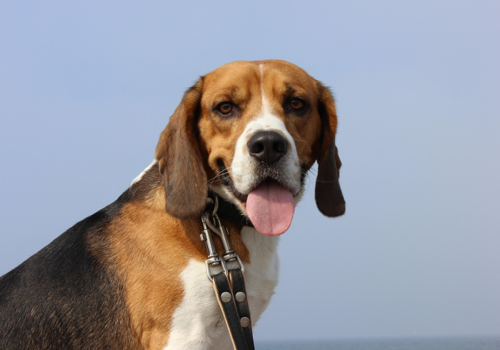 房卡必备教程“斗牛房卡找谁购买”购买房卡介绍