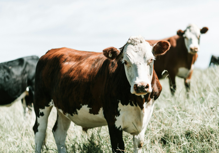 房卡全攻略“微信牛牛群斗牛群”购买房卡介绍 房卡全攻略“微信牛牛群斗牛群”购买房卡介绍