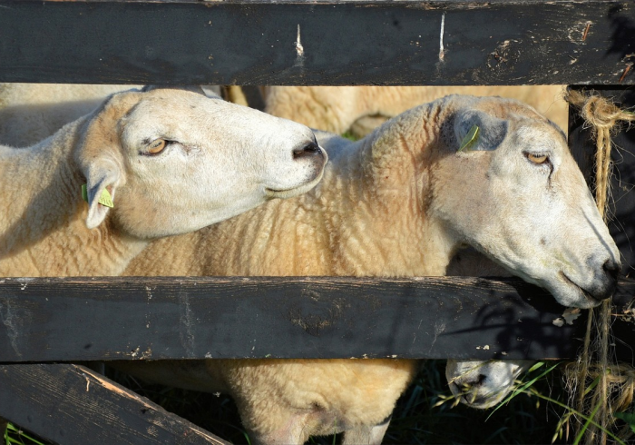 给大家讲解“微信牛牛群斗牛群”轻松获取房卡全渠道