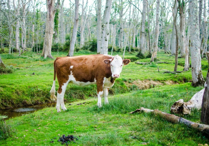 房卡秒懂“微信牛牛群斗牛群”房卡详细充值 房卡秒懂“微信牛牛群斗牛群”房卡详细充值