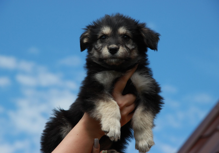 给大家讲解“斗牛房卡牛牛房卡”房卡获取方式 给大家讲解“斗牛房卡牛牛房卡”房卡获取方式